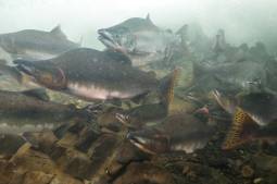 鮭の遡上の様子