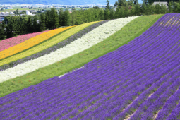 北海道の夏