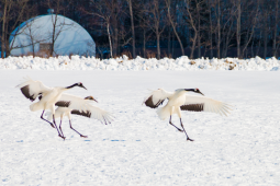 道東 冬の大自然