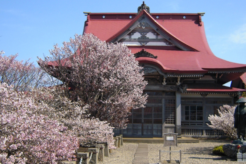 清隆寺の桜
