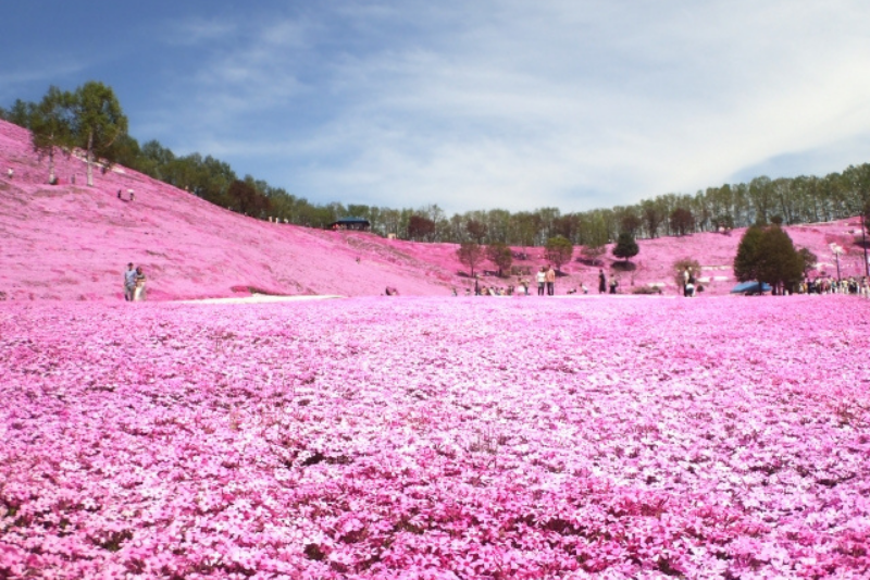 東藻琴芝桜公園
