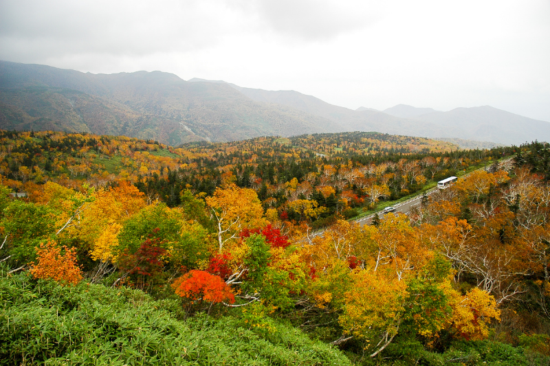 知床横断道路の紅葉