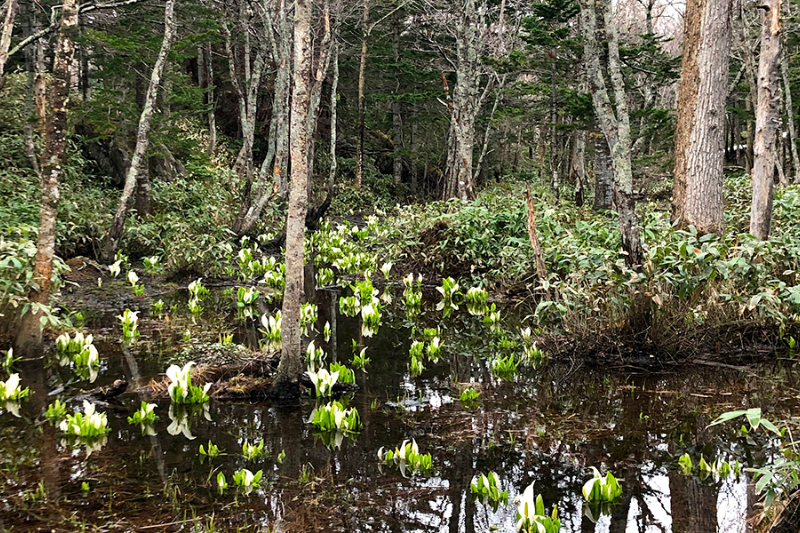 知床五湖の水芭蕉