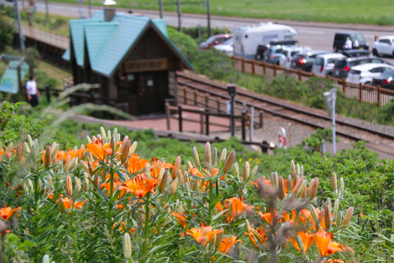 小清水原生花園