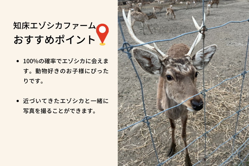 おすすめポイントは、100%エゾシカに触れ合える点です。近づいてきたエゾシカと一緒に写真を撮ることができます。