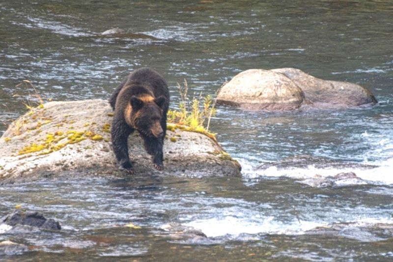鮭を狙うヒグマ