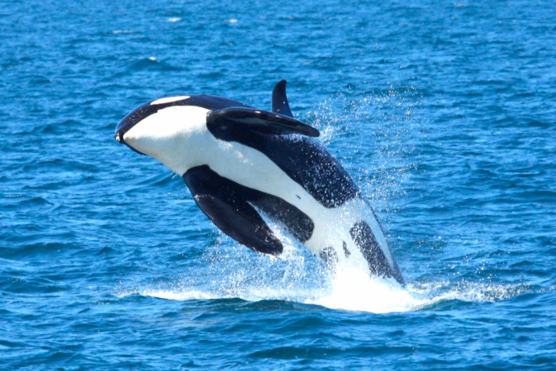 知床ネイチャークルーズ  公式HP