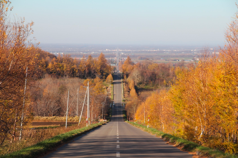 天に続く道(秋)