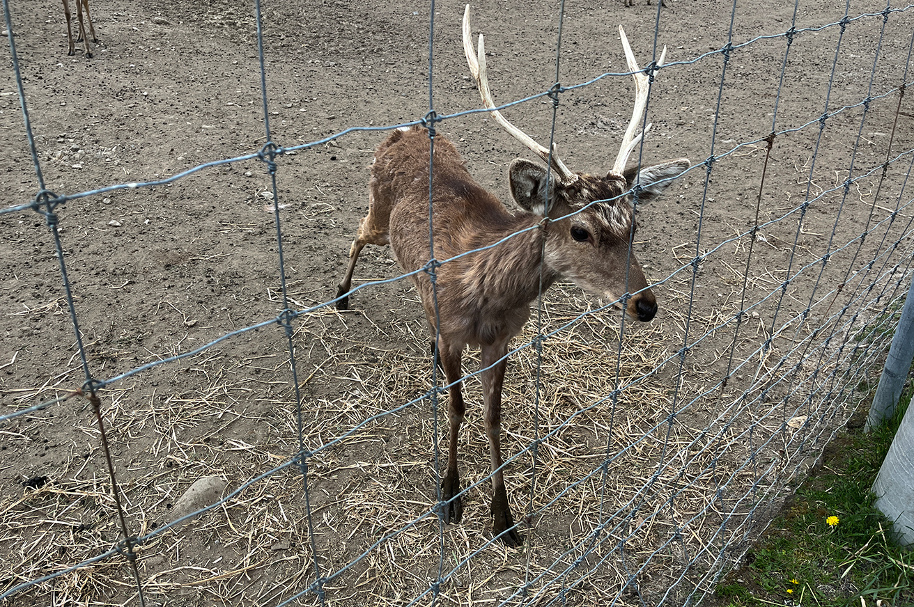 知床のエゾシカ